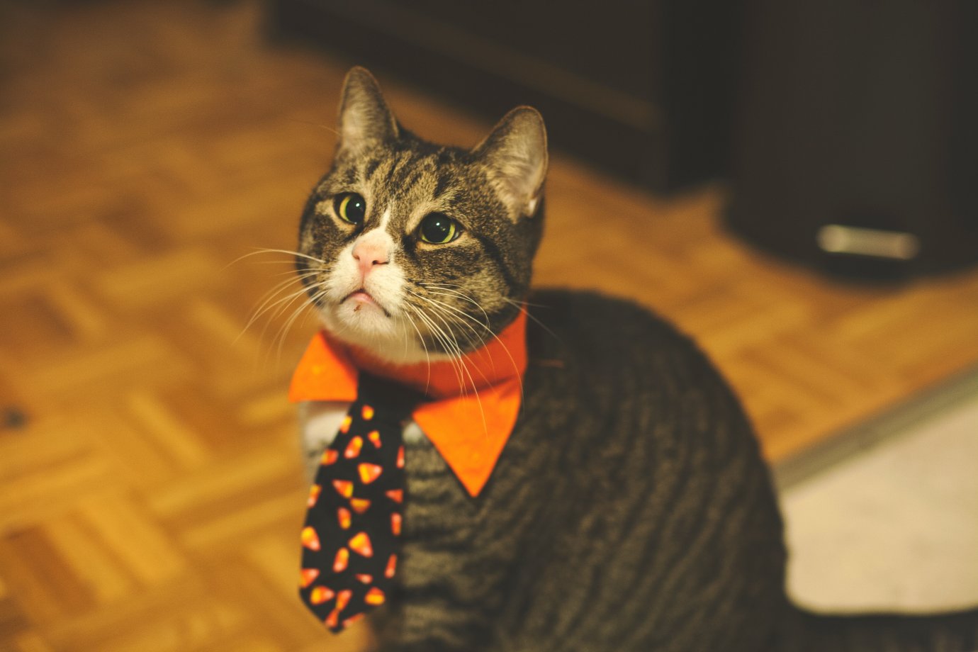 Photo by Brandon Griggs on Unsplash A cat wearing an orange collar and tie.